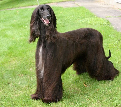 Afghan Hound Puppy Pictures